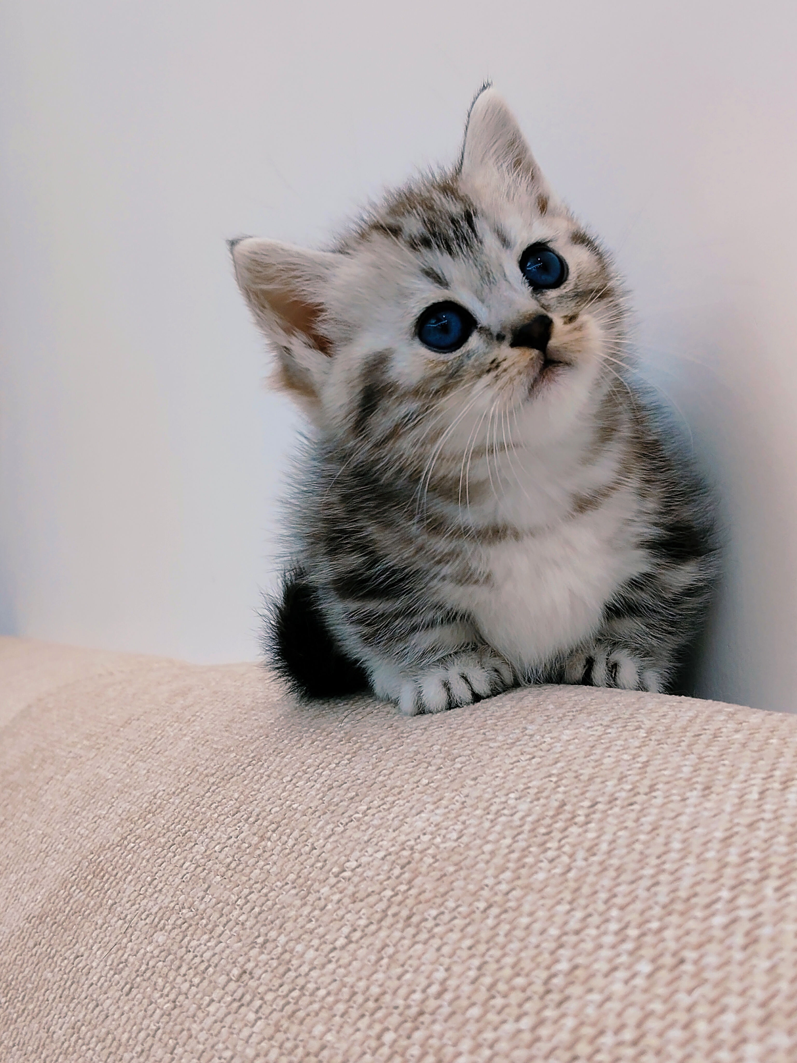 矮脚虎斑妹妹一只